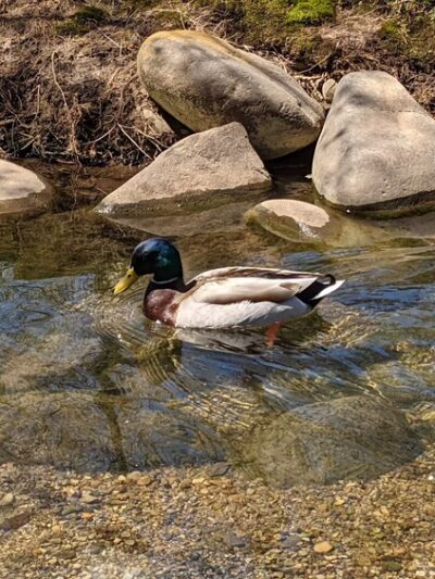 Bud Cramer Park - Huntsville, AL