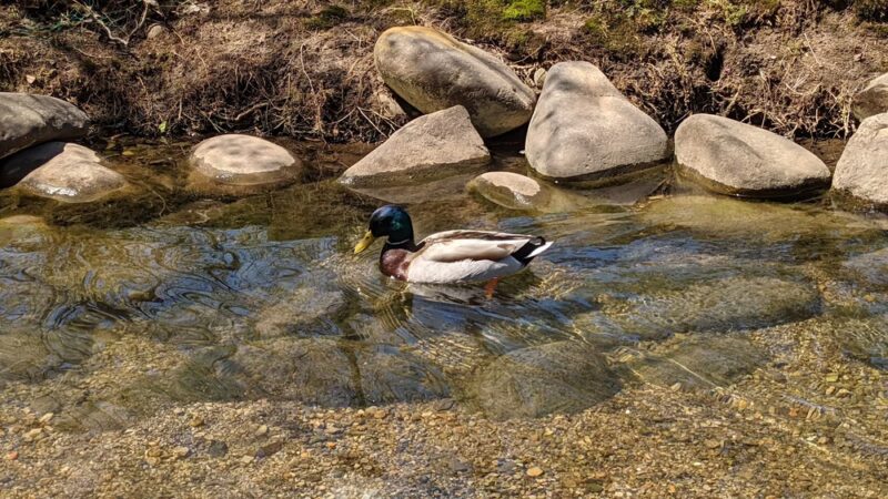 Bud Cramer Park - Huntsville, AL
