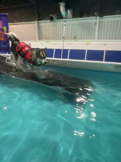 Dog Splash - Huntsville, AL