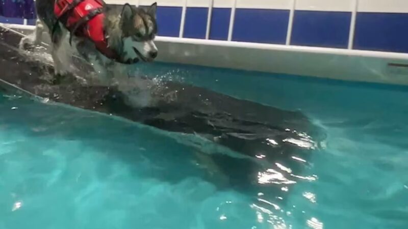 Dog Splash - Huntsville, AL