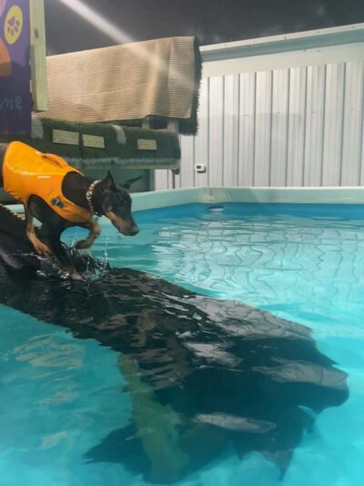 Dog Splash - Huntsville, AL