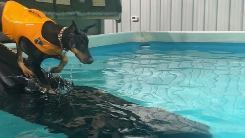 Dog Splash - Huntsville, AL