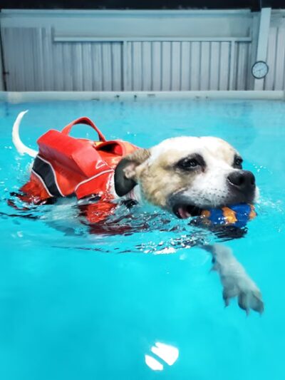 Dog Splash - Huntsville, AL