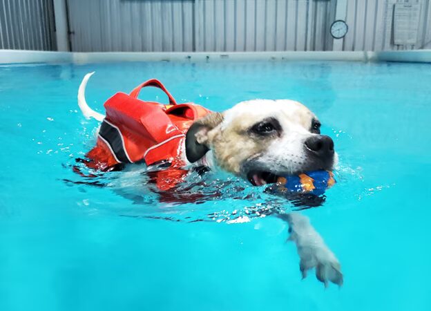 Dog Splash - Huntsville, AL