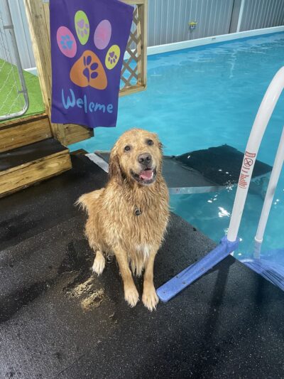 Dog Splash - Huntsville, AL