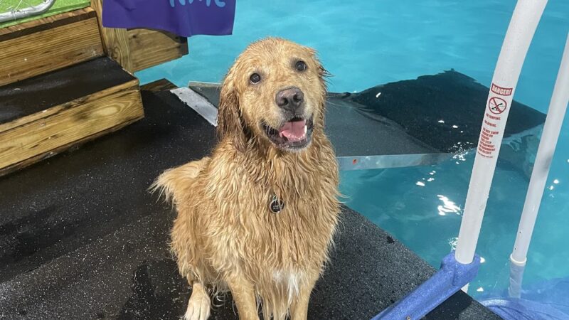 Dog Splash - Huntsville, AL