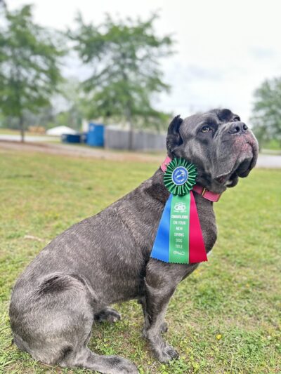 Dog Splash - Huntsville, AL