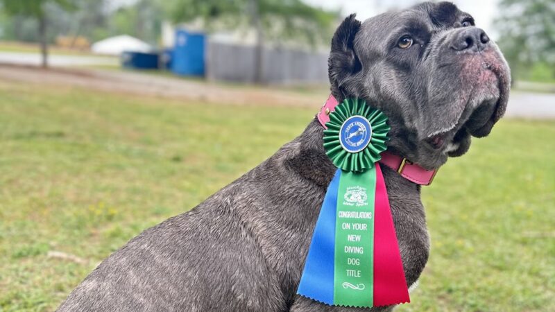 Dog Splash - Huntsville, AL