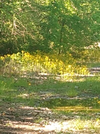 Indian Creek Greenway - Huntsville, AL