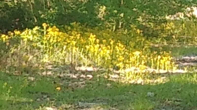 Indian Creek Greenway - Huntsville, AL