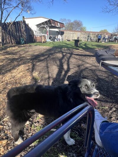 Rocket City Dog Bar - Huntsville, AL