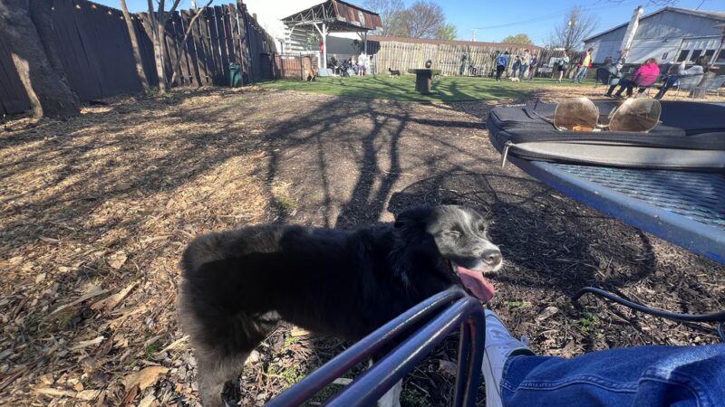 Rocket City Dog Bar - Huntsville, AL