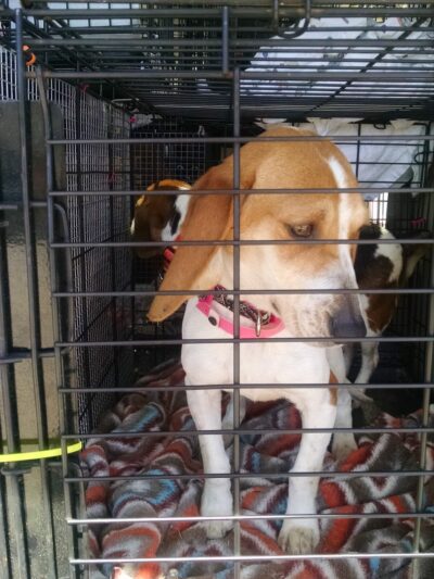 Paws and Claws Pet Shelter - Huntsville, AR