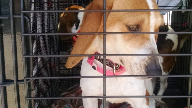 Paws and Claws Pet Shelter - Huntsville, AR