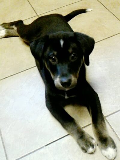 Paws and Claws Pet Shelter - Huntsville, AR