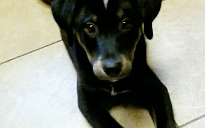 Paws and Claws Pet Shelter - Huntsville, AR