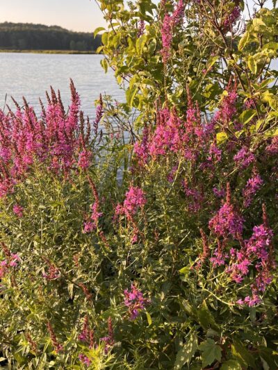 Morningside Park - Hurleyville, NY