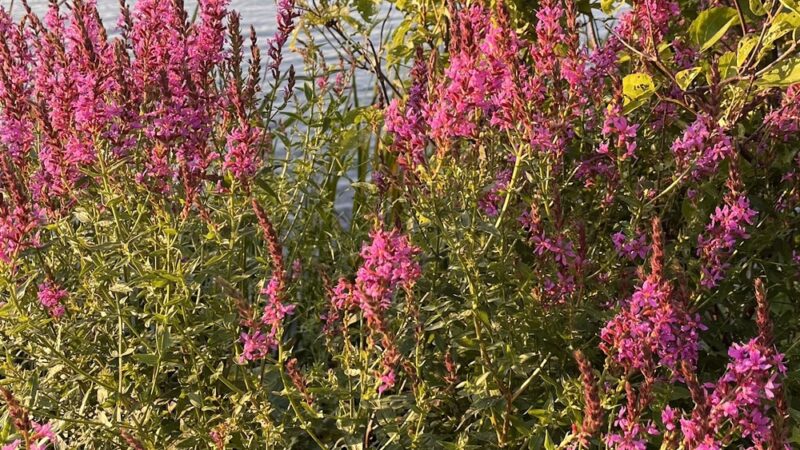 Morningside Park - Hurleyville, NY