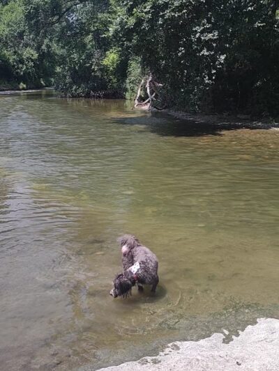 Brushy Creek Dog Park - Hutto, TX