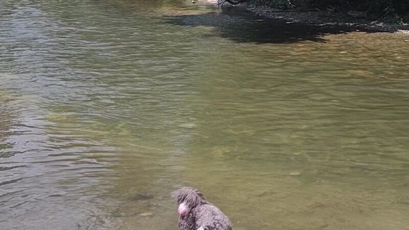 Brushy Creek Dog Park - Hutto, TX