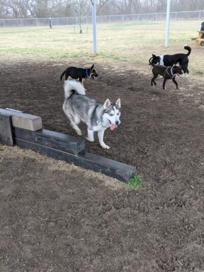 Brushy Creek Dog Park - Hutto, TX