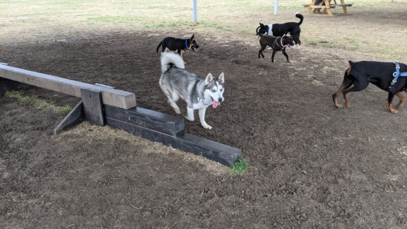 Brushy Creek Dog Park - Hutto, TX
