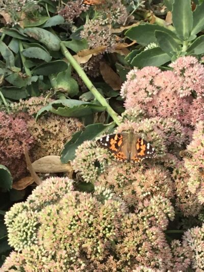 Berhow Park - Huxley, IA