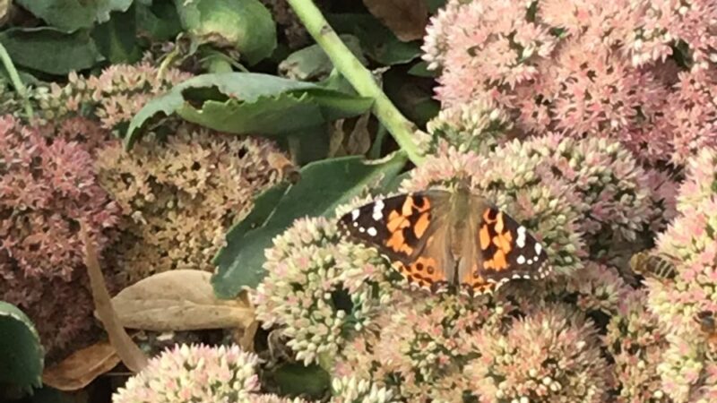 Berhow Park - Huxley, IA