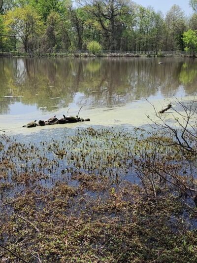 University Hills Park - Hyattsville, MD