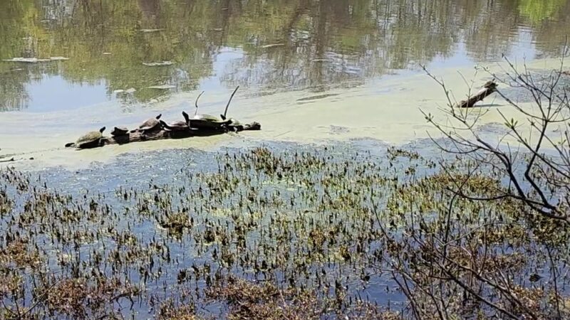 University Hills Park - Hyattsville, MD