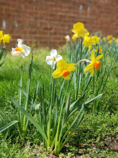 University Park Town Park - Hyattsville, MD