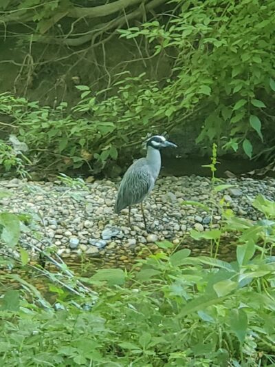 University Park Town Park - Hyattsville, MD