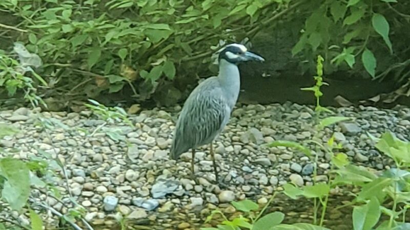 University Park Town Park - Hyattsville, MD