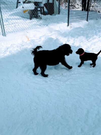 Ally’s Pet Sitting Service - Hyde Park, VT