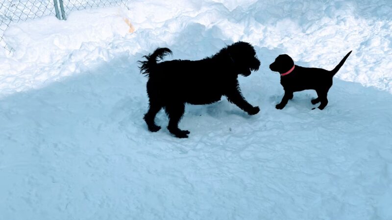 Ally’s Pet Sitting Service - Hyde Park, VT