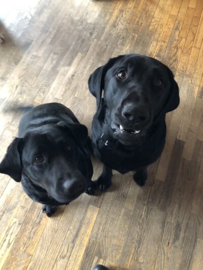 Ally’s Pet Sitting Service - Hyde Park, VT