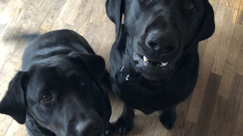 Ally’s Pet Sitting Service - Hyde Park, VT