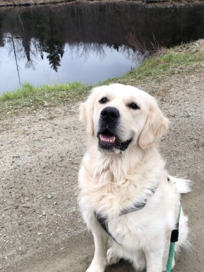 Ally’s Pet Sitting Service - Hyde Park, VT