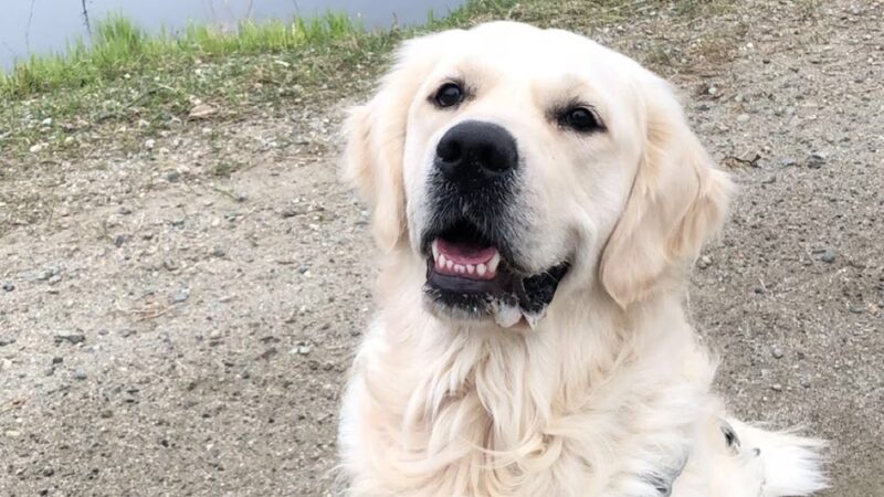 Ally’s Pet Sitting Service - Hyde Park, VT