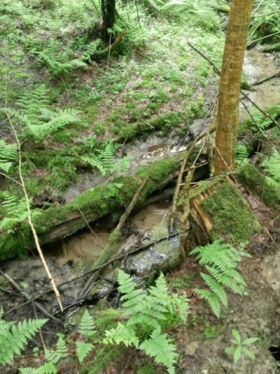 Cricket Hill Trails - Hyde Park, VT