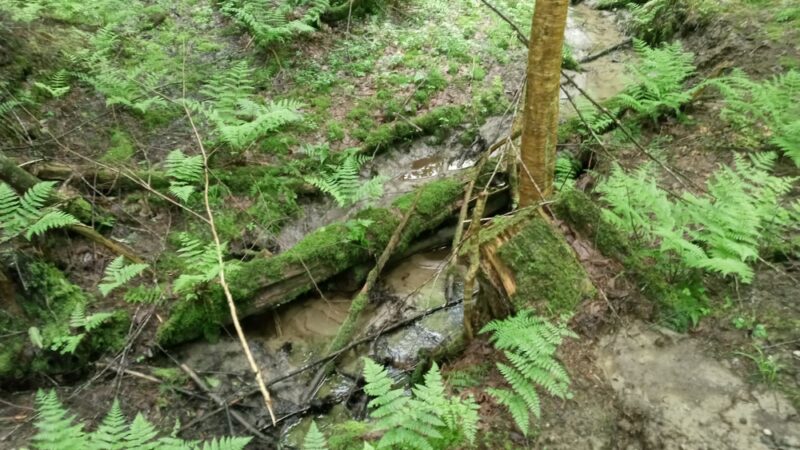 Cricket Hill Trails - Hyde Park, VT