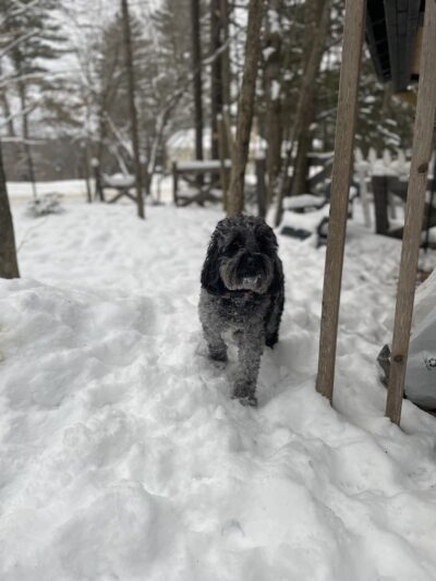 Dog Tales Board & Groom - Hyde Park, VT