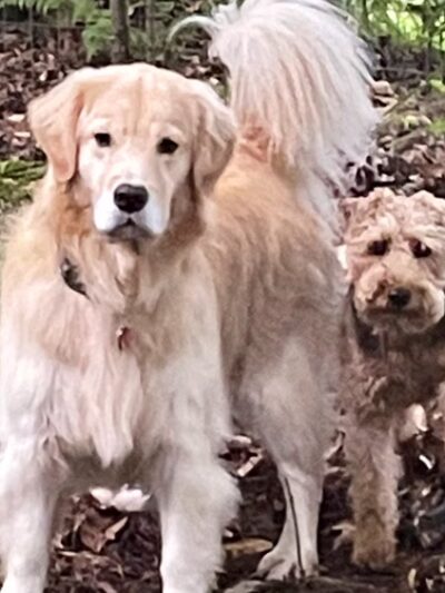 Dog Tales Board & Groom - Hyde Park, VT