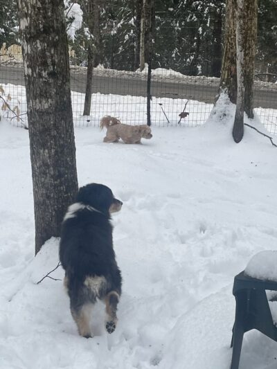 Dog Tales Board & Groom - Hyde Park, VT