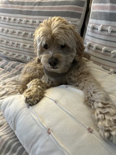 Dog Tales Board & Groom - Hyde Park, VT