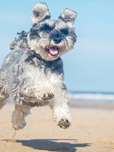 Lamoille Valley Veterinary Services - Hyde Park, VT