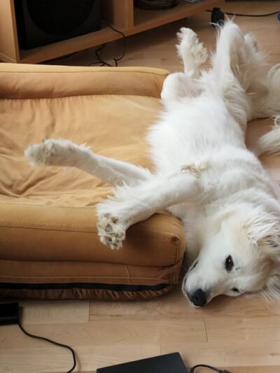 Lamoille Valley Veterinary Services - Hyde Park, VT