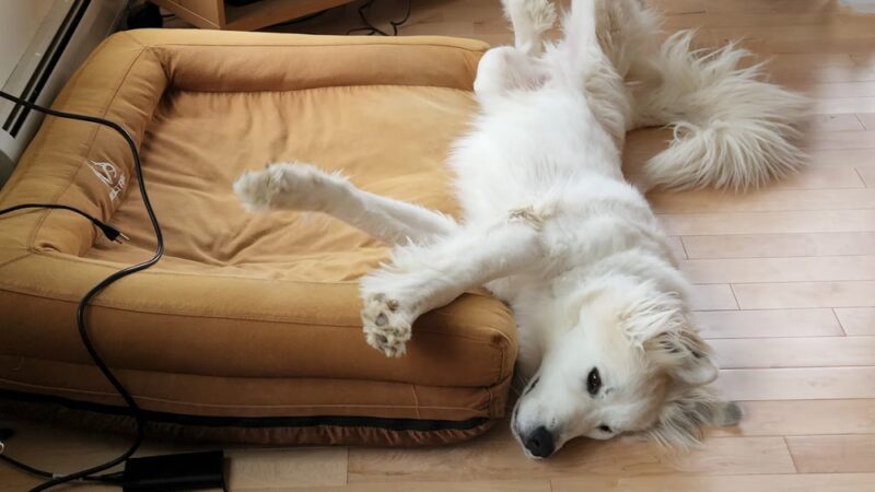 Lamoille Valley Veterinary Services - Hyde Park, VT