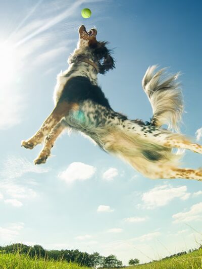 Lamoille Valley Veterinary Services - Hyde Park, VT