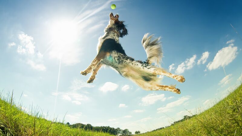 Lamoille Valley Veterinary Services - Hyde Park, VT